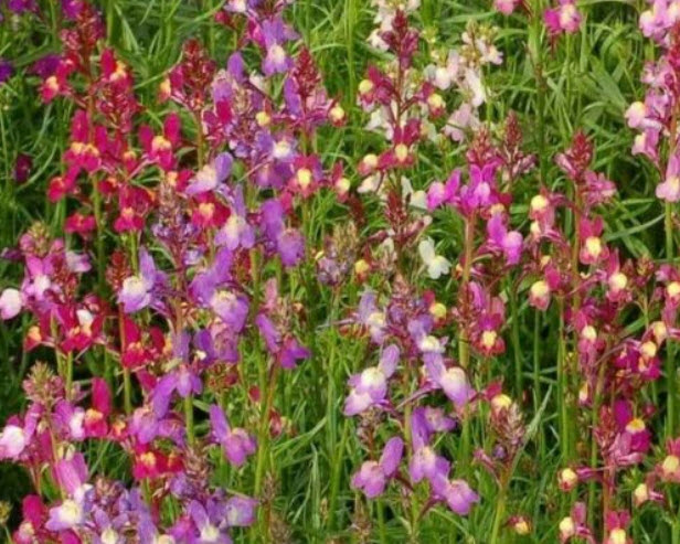 โทดแฟล็กซ์ (Toadflax - Northern Lights) คละ / 60,000 เม็ด (UK)*