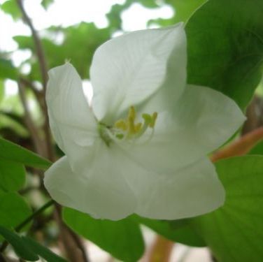 พิมพ์ตัดอลูมิเนียมดอก+ใบกาหลง(Aluminum mold cutter Snowy Orchid Tree )