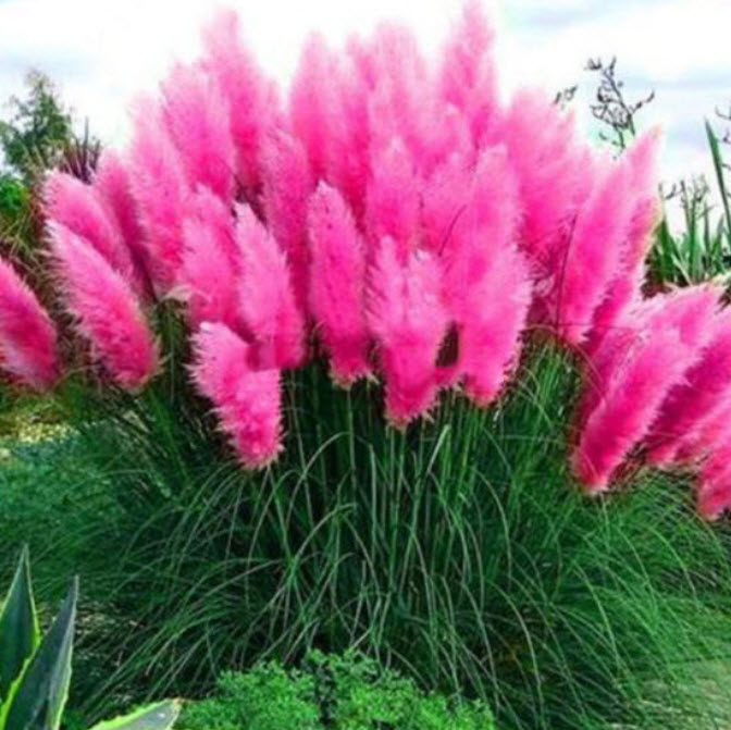 หญ้าภูเขา (Pampas grass) ชมพู / 400 เม็ด*