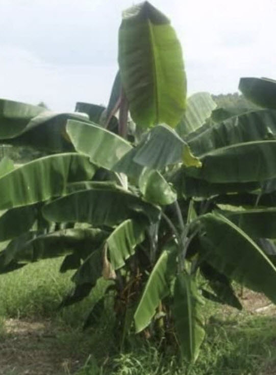 กล้วยป่า (Wild Banana / Musa thomsonii) / 5 เม็ด (France)*
