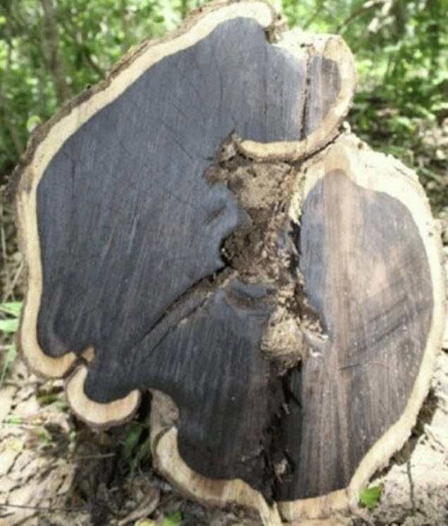 แบล็ควูด หรือ อัฟริกันแบล็ควูด (African Blackwood) / 5 เม็ด (Portugal)*