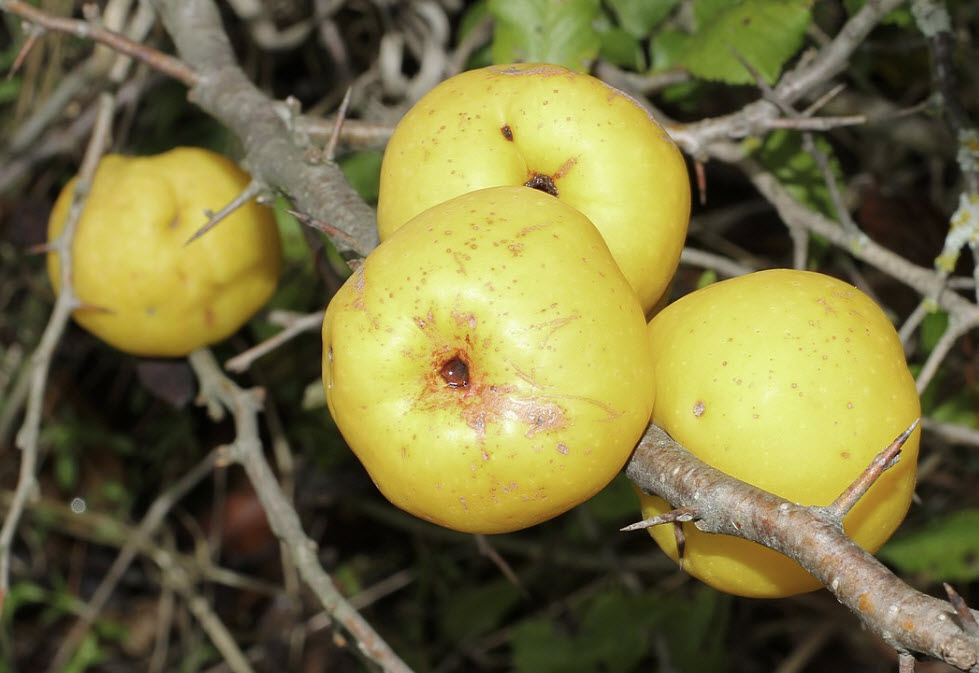 แจแปนนีส ควินซ์ (Japanese Quince) / 10 เม็ด (Hungary)