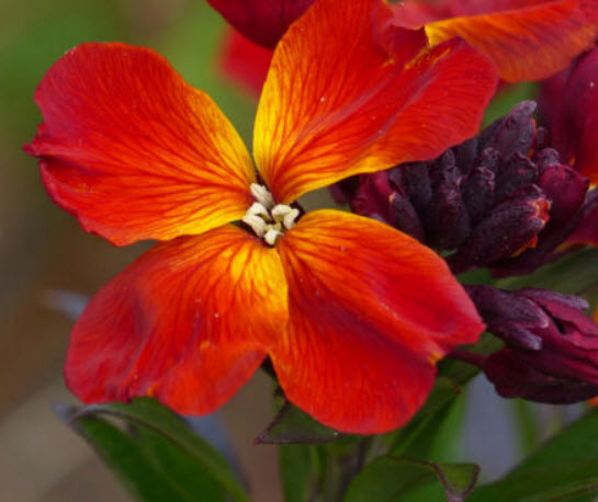 วอลฟลาวเวอร์ (Wallflower / Cheiranthus) แคระ สีส้ม-แดง / 100 เม็ด (France)