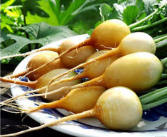ไชเท้า สลาต้า (Radish - Zlata) สีเหลือง / 100 เม็ด (UK)