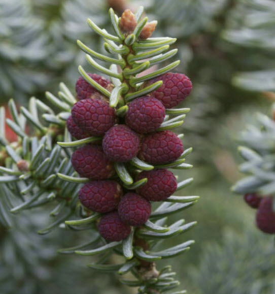 สนสเปน (Spanish Fir / Abies pinsapo) / 10 เม็ด (Portugal)