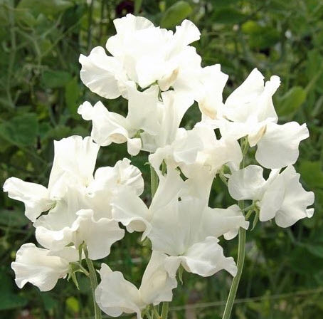 สวีทพี รอยัลไวท์ (Royal Sweet Pea White) / 35 เม็ด (UK)
