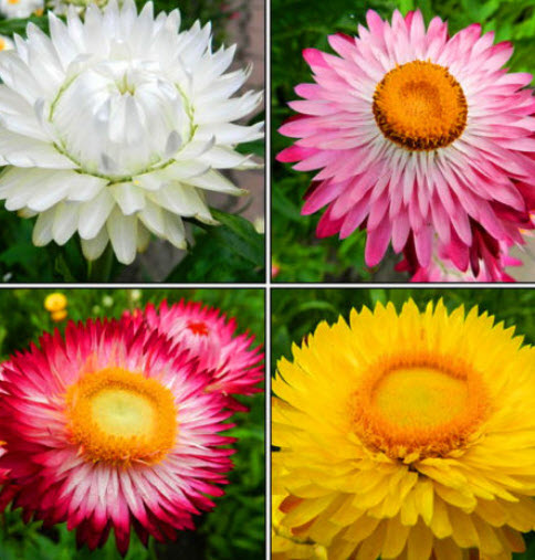 ดอกกระดาษ หรือสตรอ ฟลาวเวอร์ (Straw flower) พันธุ์ต้นสูง คละ / 1,400 เม็ด (UK)*
