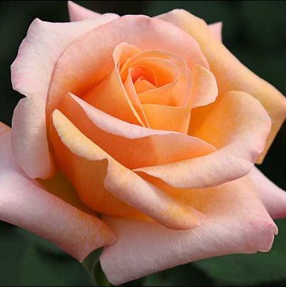 พิมพ์อัดลายดอกกุหลาบใหญ่(Veiners roses )