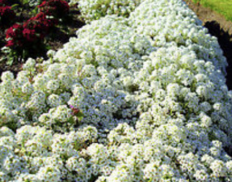 อลิสซั่ม (Alyssum Snow Prince) สีขาว / 1,600 เม็ด (UK)*