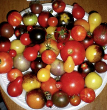 มะเขือเทศเชอรี่ (Cherry Tomato) คละสายพันธ์ุ 37 ชนิด / 100 เม็ด (USA)*