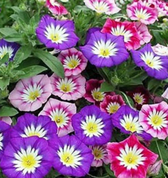 มอนิ่ง กลอรี่ 3 สี (Convolvulus tricolor) คละ / 100 เม็ด (Ukraine)