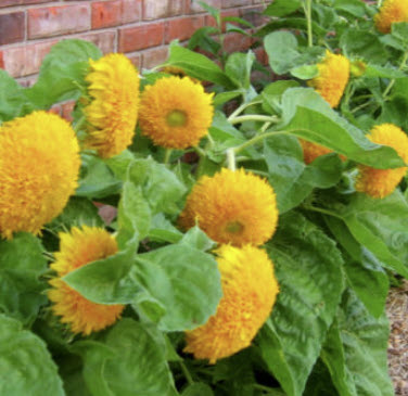 ทานตะวันแคระ - เท็ดดี้ แบร์ (Sunflower - Teddy Bear) / 5 เม็ด (UK)
