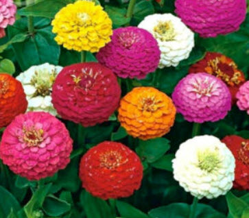 บานชื่น ลิลลี่พุท (Zinnia - Lilliput) คละ / 10 เม็ด (UK)