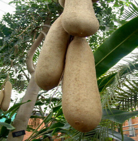 ไส้กรอก หรือหางแกละ (Sausage tree) / 10 เม็ด*
