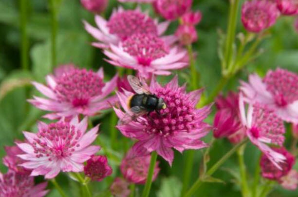 แอสแทรนเทีย เมเจอร์ ( Astrantia Major - Rose Symphony) / 10 เม็ด (UK)