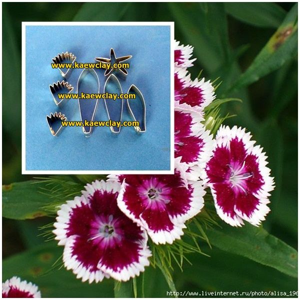 พิมพ์ตัดดอก+ใบผีเสื้อ(Mold cutter dianthus chinensis)