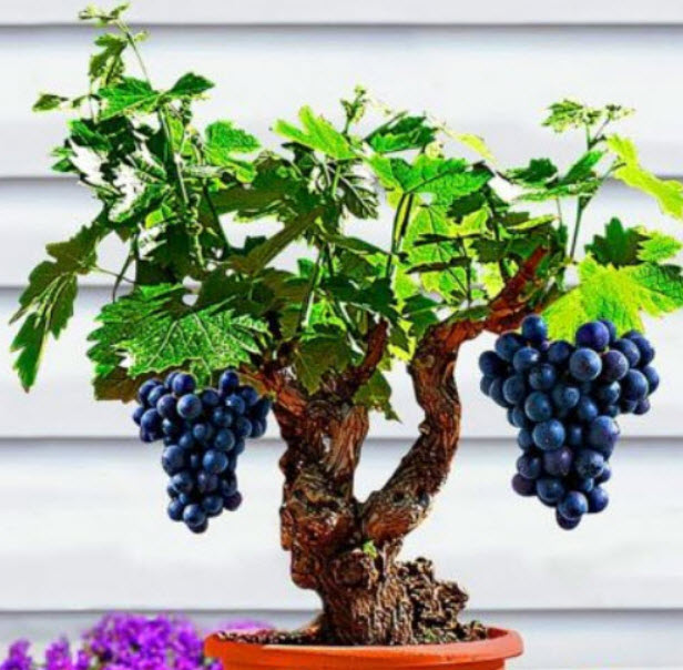 องุ่นอามูร์ (Amur grape) บอนไซ / 10 เม็ด (UK)*