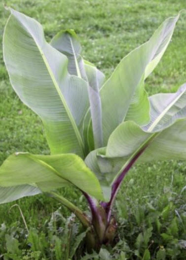 กล้วยเอธิโอเปีย (Ethiopian Banana / Ensete Ventricosum) / 3 เม็ด (UK)*