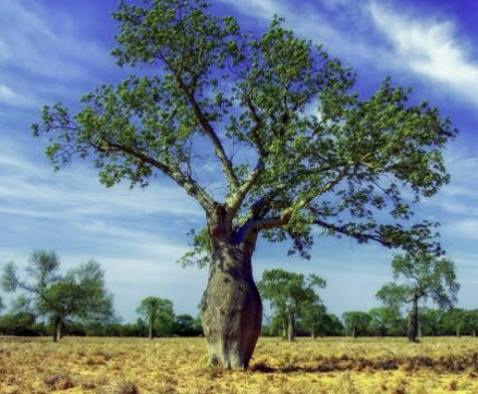 ไหมจุรี หรืองิ้วชมพู (Ceiba speciosa) / 10 เม็ด (France)