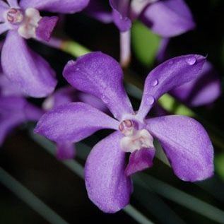 พิมพ์ตัดดอกกล้วยไม้ช้างบลู(Aluminum mold cutter Vanda chostylis Azure .)
