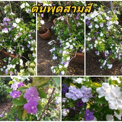 พิมพ์อลูมิเนียมดอกพุดสี+ใบ(Aluminum mold cutter Brunfelsia hopeana Benth + leaves )