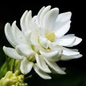 พิมพ์อลูมิเนียมตัดดอก+ใบมะลิฉัตร (Aluminum mold cutter Arabian Jasmine + leaves )