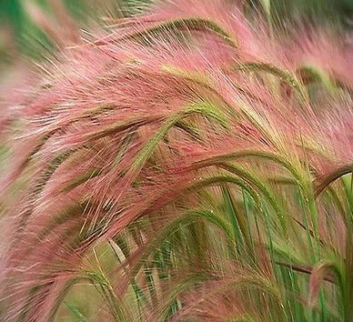 หญ้าหางกระรอก (Squirrel Tail Grass) / 50 เม็ด (UK)*