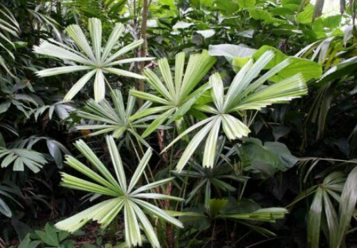 กะพ้อ (Mangrove Fan Palm) / 5 เม็ด (Hungary)