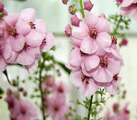 มัลเลน (Mullein / Verbascum phoeniceum) สีชมพู / 80 เม็ด (France)
