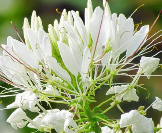 เสี้ยนฝรั่ง (Cleome / Spider flowers) สีขาว / 80 เม็ด (P2S) *