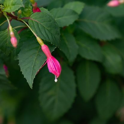 พิมพ์ตัดดอก+ใบโคมญี่ปุ่น ตุ้มหูนางฟ้า(Mold cutter Fuchsia flower)