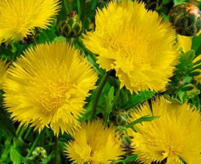 สวีท สุลต่าน (Sweet Sultan / Centaurea Imperialis) สีเหลือง / 100 เม็ด (UK)