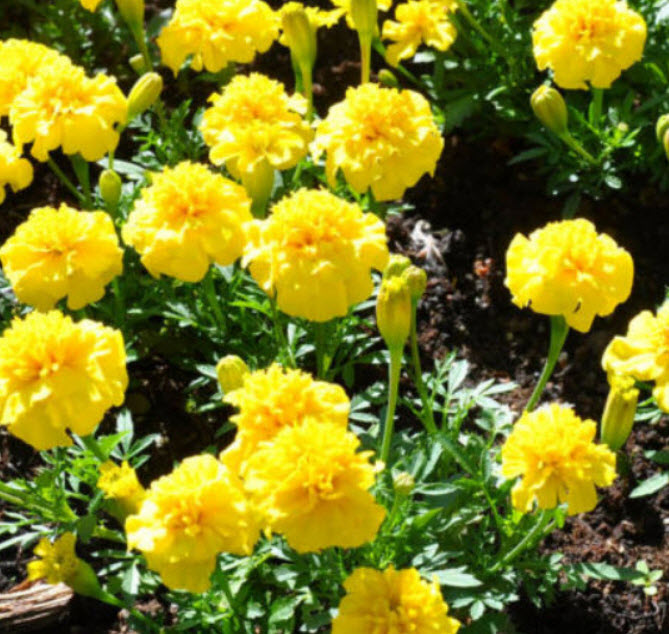 ดาวเรืองฝรั่งเศส (French Marigold-Petite Yellow) / 60 เม็ด (UK)*