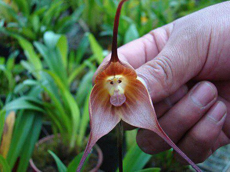 พิมพ์ตัดกล้วยไม้หน้าลิง(Cutter Mold monkey orchids)