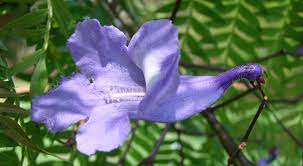 พิมพ์ตัดดอกศรีตรัง(Mold cutter Jacaranda filicifolia D. Don.)
