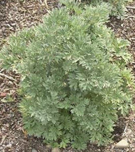 เวิร์มวูด (Wormwood) หรือบอระเพ็ด / 100 เม็ด (USA)