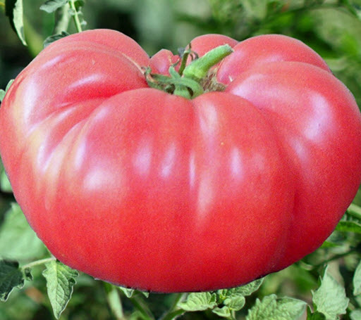มะเขือเทศ บีฟสเต็ก (Tomato Beefsteak - Brandywine Pink) / 50 เม็ด (UK)