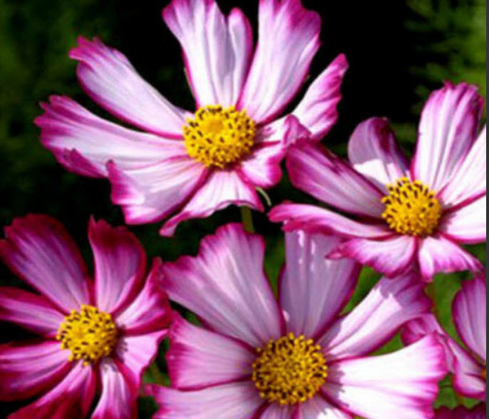 ดาวกระจาย เซ็นเซชั่น พิโคที (Cosmos - Sensation Picotee) / 100 เม็ด (UK)*