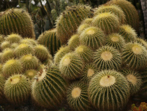 ถังทอง (Barrel cactus) / 20 เม็ด (Malta)*
