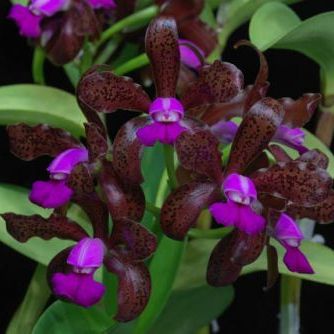 พิมพ์ตัดดอกกล้วยไม้แคทลียาลีโอพอลดี้(Aluminum mold cutter Cattleya leopoldii )