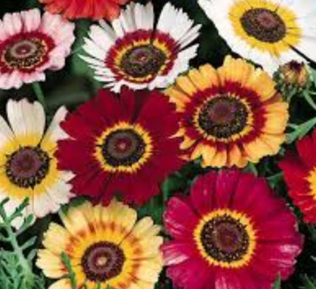 เพ้นท์ เดซี่ (Painted Daisy / Tri-color Daisy) คละ / 1,000 เม็ด (UK)