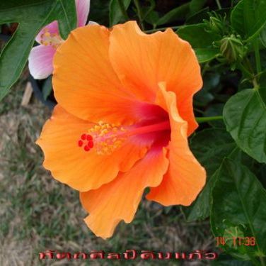 พิมพ์อลูมิเนียมตัดดอกชบา+ใบ(Aluminum mold cutter Hibiscus flowers.)