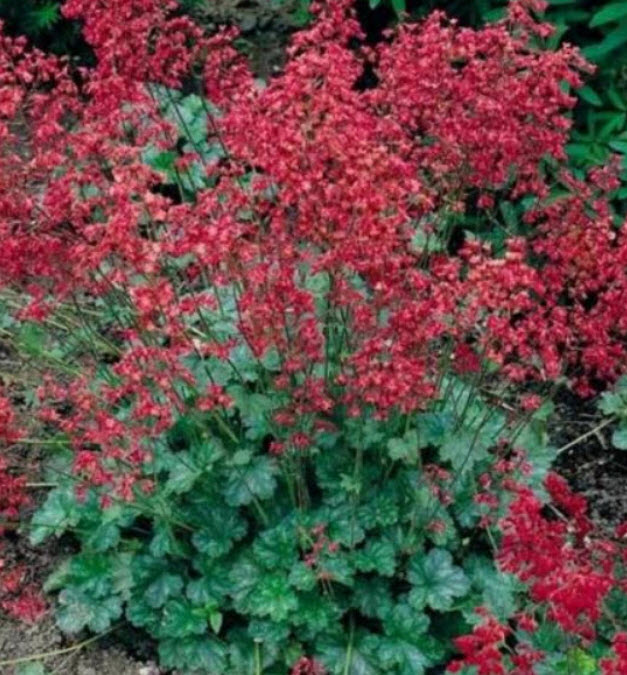 ฮิวเชร่า (Heuchera - Bressingham Hybrid) / 100 เม็ด (Australia)*