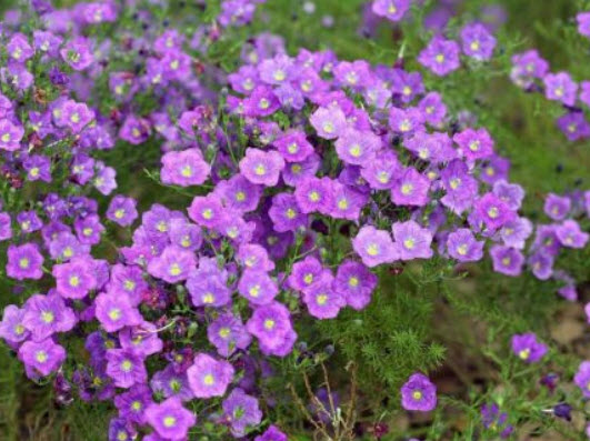 คัพฟลาวเวอร์สีม่วง (Cupflower Purple Robe) / 1,300 เม็ด (UK)*