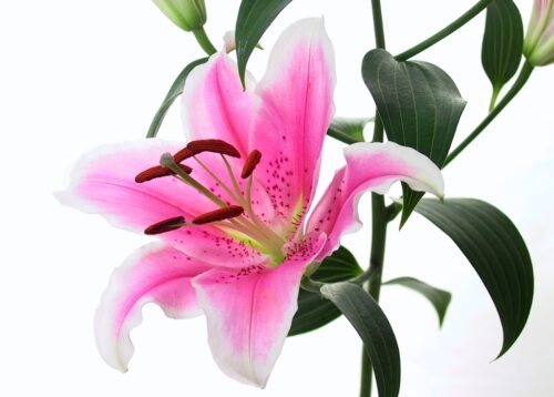 พิมพ์เรซิ่นอัดลายดอกลิลลี่ (Veiners lily flower)