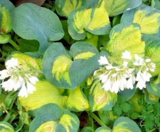 ฮอสต้า (Hosta Color Glory) ดอกสีขาว / 10 เม็ด (USA)*