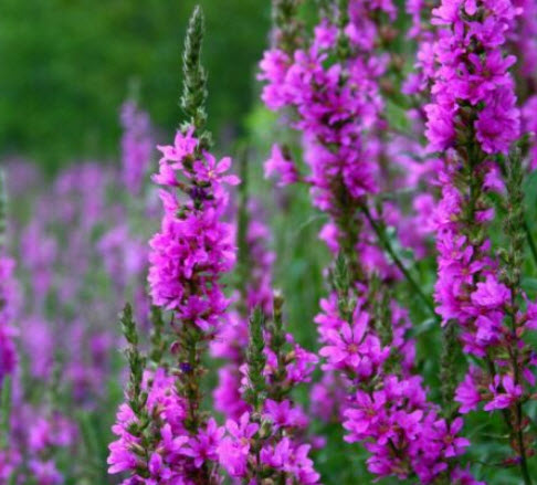 เพอเพิ่ล ลูสสไตร้ฟ (Purple Loosestrife / Lythrum) / 23,000 เม็ด (UK)*