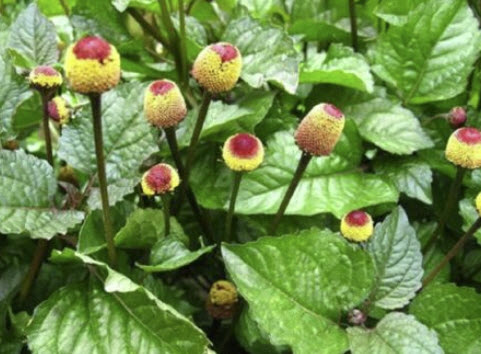 ผักคราดหัวแหวน (Acmella oleracea) / 250 เม็ด (France)