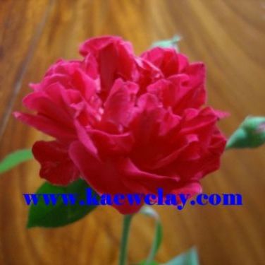 พิมพ์ตัดอลูมิเนียมกุหลาบมอญ(Aluminum mold cutter Rosa damascena )