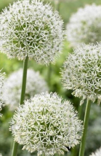 ไจแอนท์ อัลเลี่ยม (Giant Allium) สีขาว / 25 เม็ด (UK)